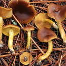 Image of Cortinarius thiersii Ammirati & A. H. Sm. 1977