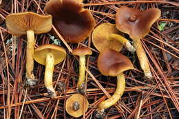 Sivun Cortinarius thiersii Ammirati & A. H. Sm. 1977 kuva