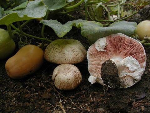 Image de Agaric rubicond