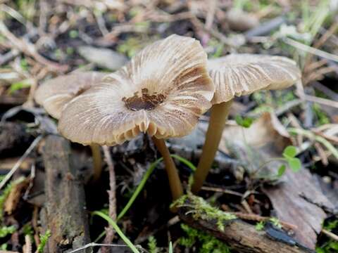 Image of Entoloma chloropolium (Fr.) M. M. Moser 1986