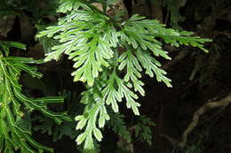 Image of electric fern