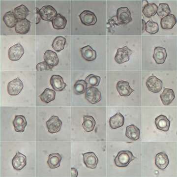 Image of Entoloma chloropolium (Fr.) M. M. Moser 1986