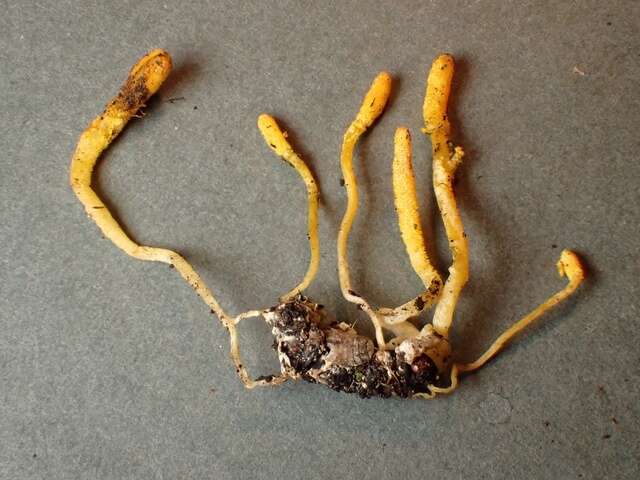 Plancia ëd Cordyceps