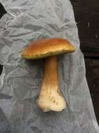 Image of Boletus