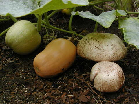 Image de Agaric rubicond