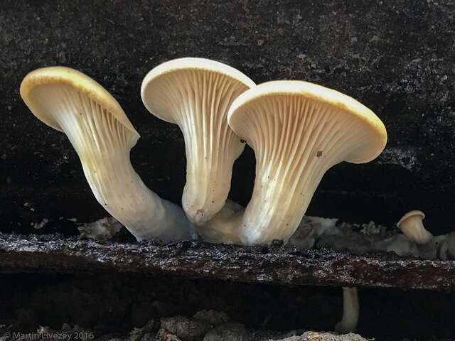 Image of Pleurotus