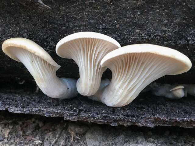 Image of Pleurotus