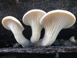 Image of Pleurotus