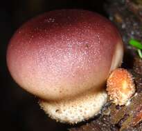 Image of Lycoperdon Pers.