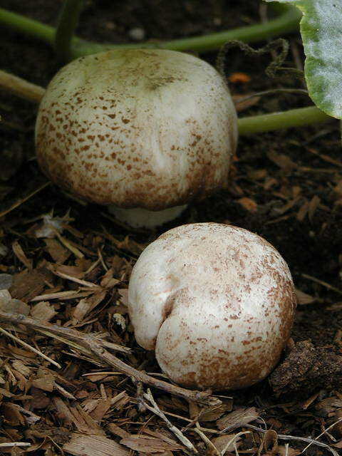 Sivun Agaricus subrufescens Peck 1894 kuva