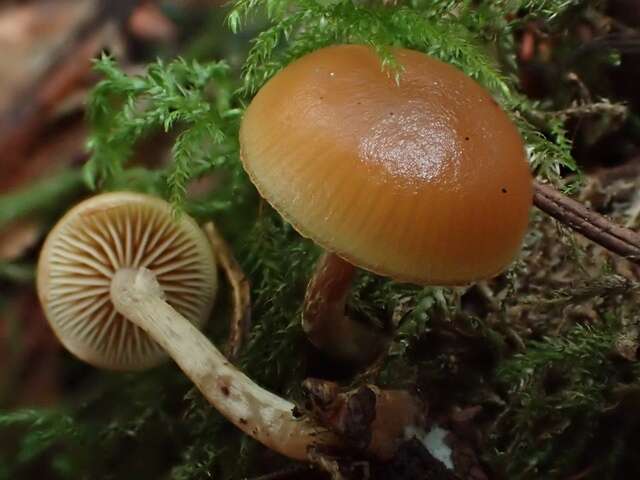 Image of Galerina