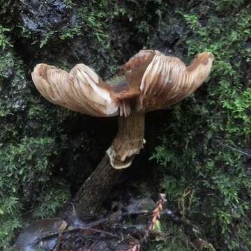 Image of Honey Fungus