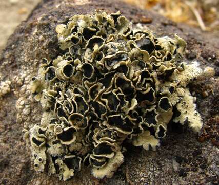 Image of rimmed navel lichen