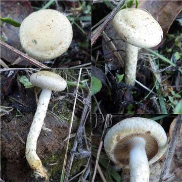 Image of Pholiota