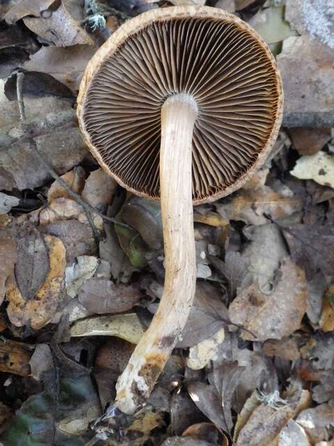 Imagem de Inocybe