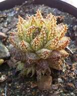 Haworthia reticulata (Haw.) Haw. resmi