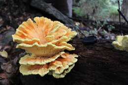 Image of Laetiporus