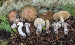 Image of Suillus pungens Thiers & A. H. Sm. 1964