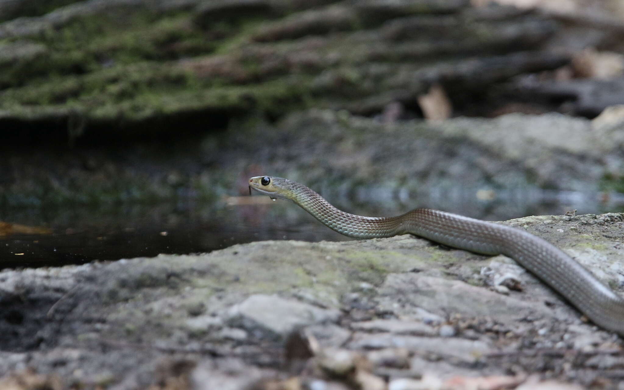 Image of Chinese Ratsnake