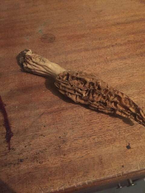 Image of Morchellaceae