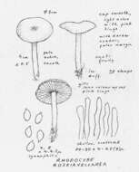 Image of Rhodocybe roseiavellanea (Murrill) Singer 1951