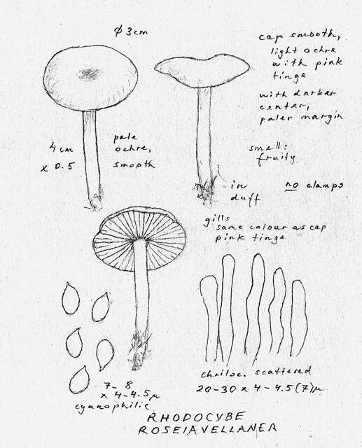 Plancia ëd Rhodocybe roseiavellanea (Murrill) Singer 1951