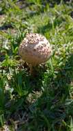 Image of Saproamanita