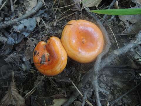 Image of Lactarius agglutinatus Burl. 1908