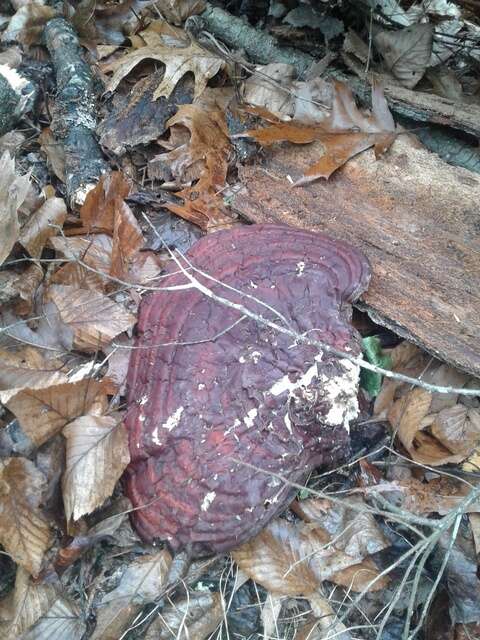 Image of Ganoderma tsugae Murrill 1902