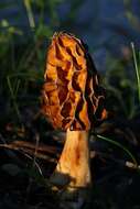 Image of Morchella galilaea Masaphy & Clowez 2012