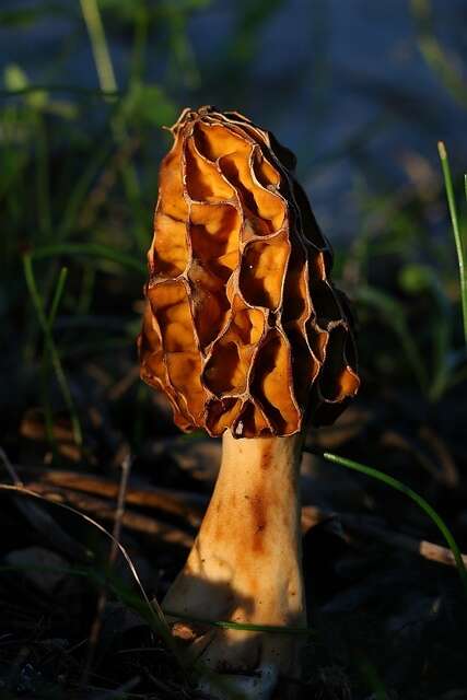 Image of Morchella galilaea Masaphy & Clowez 2012