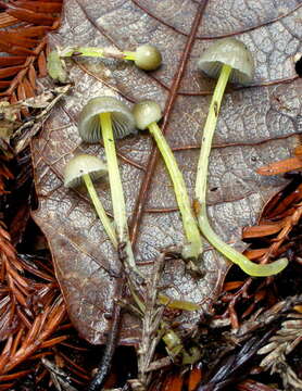 Image of Mycena