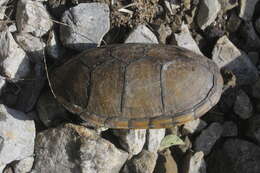 Image of Herrara’s Mud Turtle