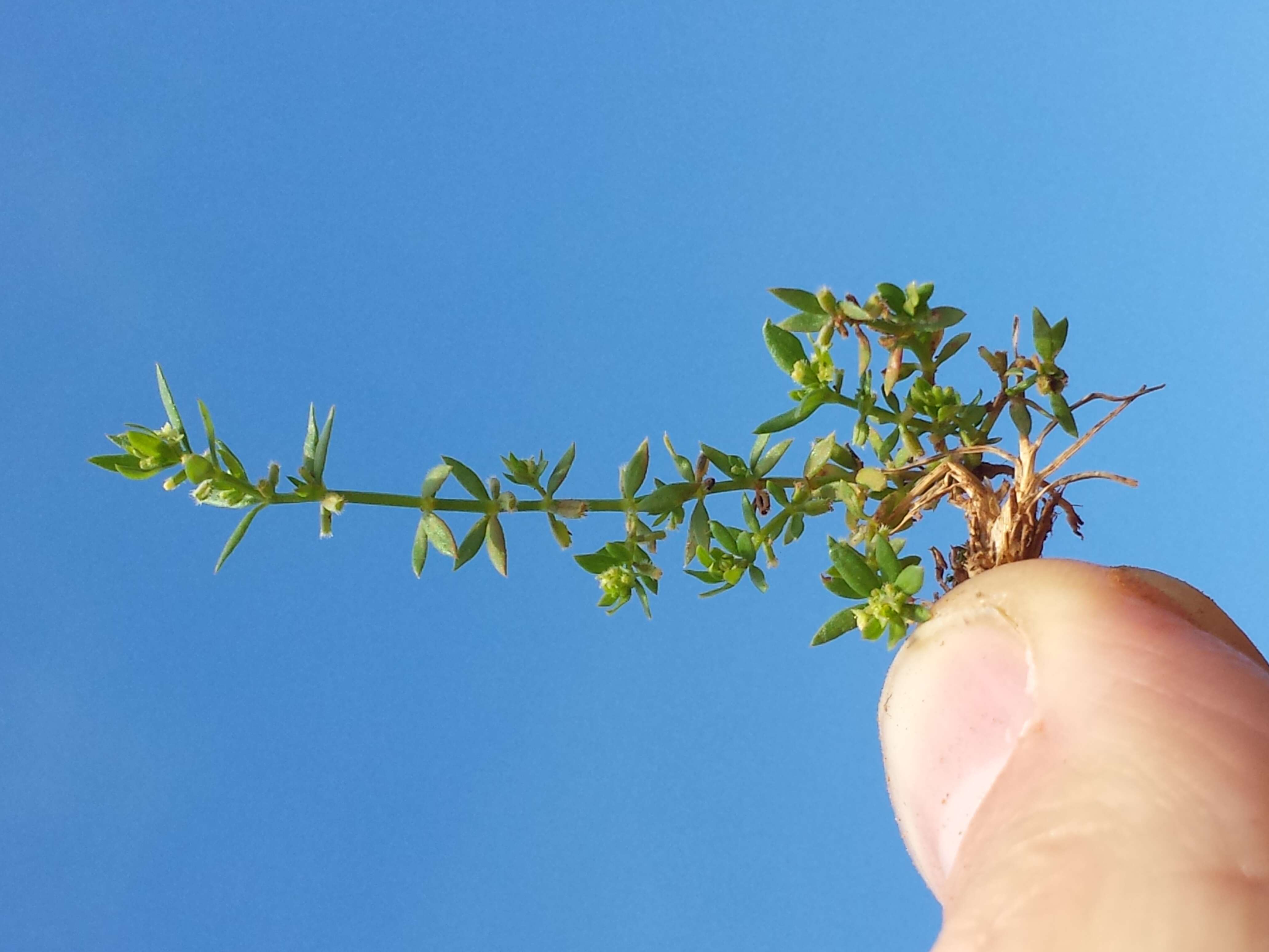 Image of yellow wall bedstraw