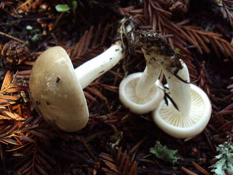 Image of Hygrophorus