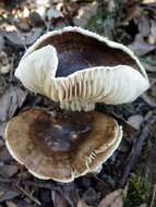 Image of Hygrophorus persoonii Arnolds 1979