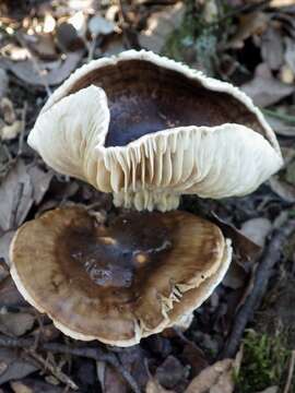 Image of Hygrophorus persoonii Arnolds 1979