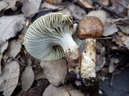 Image of Hygrophorus persoonii Arnolds 1979