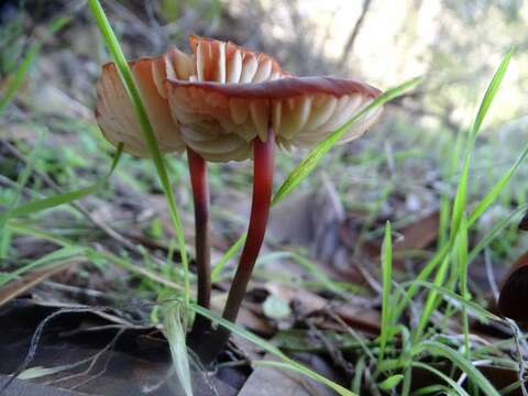 Image of Marasmius