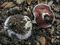 Image of Banded agaric