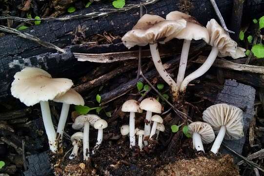 Image of Marasmius albogriseus (Peck) Singer 1943