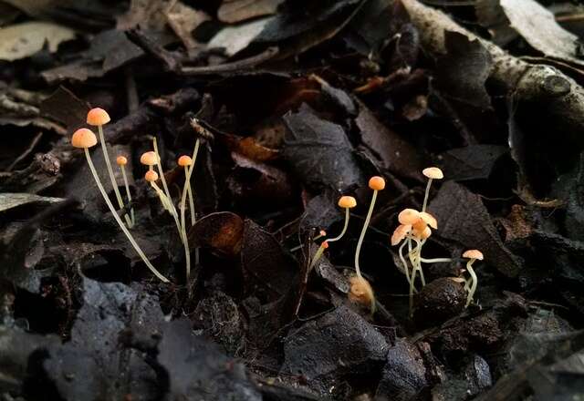 Image of Mycena acicula (Schaeff.) P. Kumm. 1871