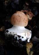 Image of Chlorophyllum brunneum (Farl. & Burt) Vellinga 2002