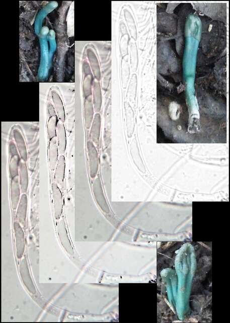 Image of Microglossum