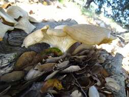 Image of Pleurotus