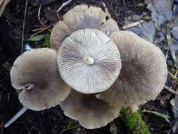 Image of Coprinopsis melanthina (Fr.) Örstadius & E. Larss. 2015