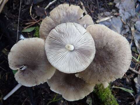 Imagem de Coprinopsis melanthina (Fr.) Örstadius & E. Larss. 2015