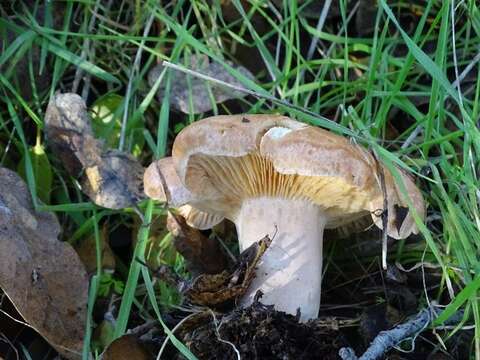 Image of Lactarius alnicola A. H. Sm. 1960