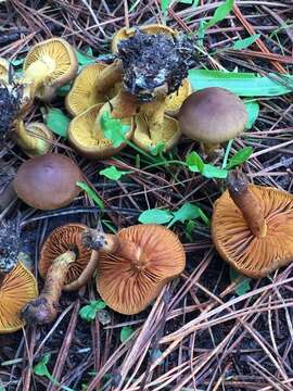 Image of Cortinarius croceus (Schaeff.) Gray 1821