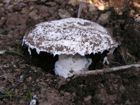 Image of Amanita silvicola Kauffman 1926